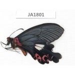 Papilio boots ssp. China, W of Yunnan, Dali, S of Mt.Cangshan.1M. JA1801.