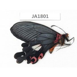 Papilio boots ssp. China, W of Yunnan, Dali, S of Mt.Cangshan.1M. JA1801.