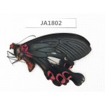 Papilio boots ssp. China, W of Yunnan, Dali, S of Mt.Cangshan.1M. JA1802.