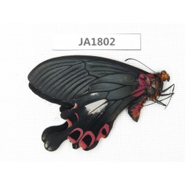 Papilio boots ssp. China, W of Yunnan, Dali, S of Mt.Cangshan.1M. JA1802.