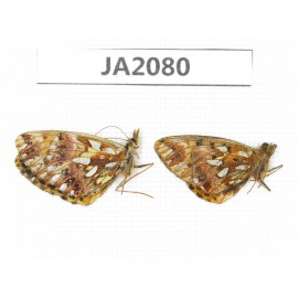 Clossiana gong. China, NW of Yunnan, Xiangerila, Mt.Xiaoxueshan. 2M. JA2080.