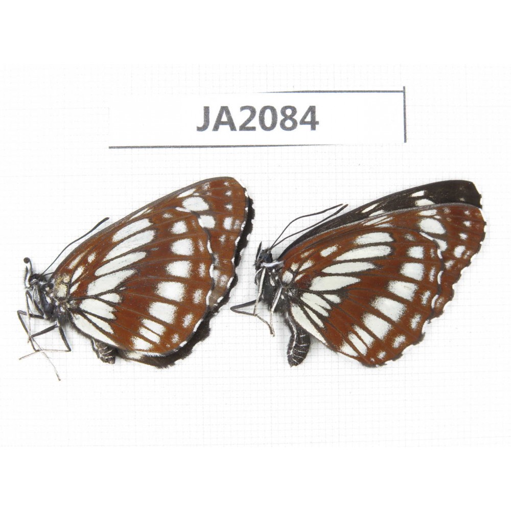 Neptis dejeani. China, NW of Yunnan, Xiangerila, Mt.Xiaoxueshan. 2F. JA2084.