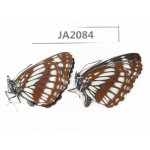 Neptis dejeani. China, NW of Yunnan, Xiangerila, Mt.Xiaoxueshan. 2F. JA2084.