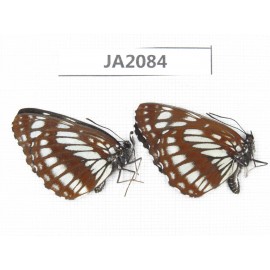 Neptis dejeani. China, NW of Yunnan, Xiangerila, Mt.Xiaoxueshan. 2F. JA2084.