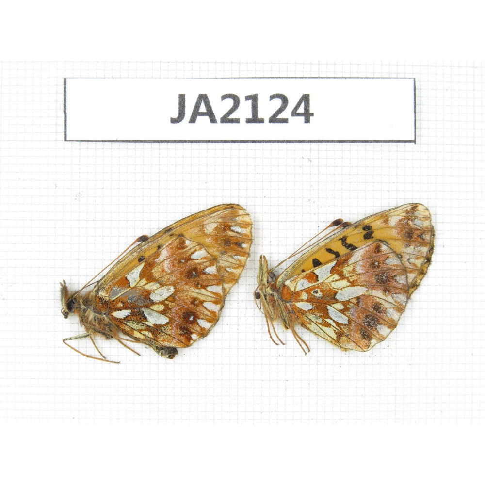 Clossiana gong. China,  SW of Sichuan, Ganzi,  Xiangcheng county. 2M. JA2124.