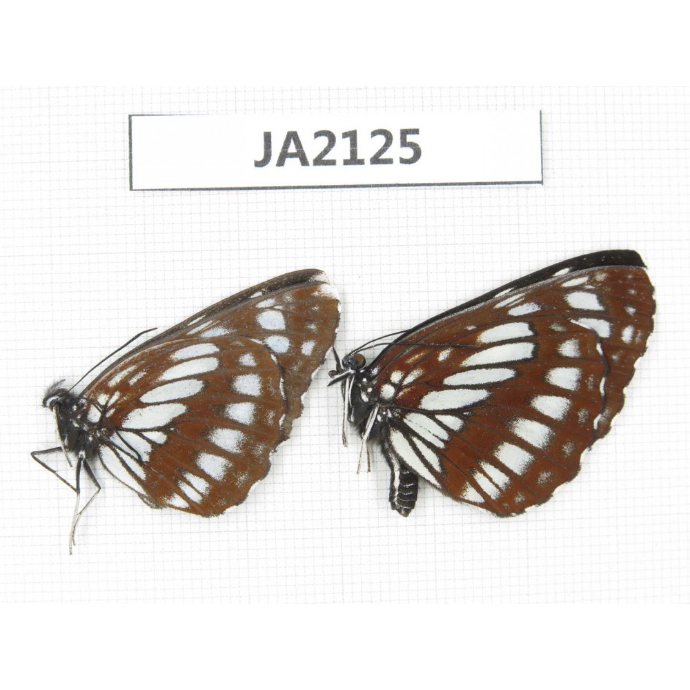Neptis dejeani. China,  SW of Sichuan, Ganzi,  Xiangcheng county. 1P. JA2125.