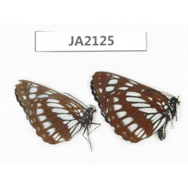 Neptis dejeani. China,  SW of Sichuan, Ganzi,  Xiangcheng county. 1P. JA2125.
