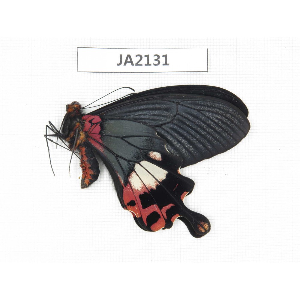 Papilio boots ssp. China, NW of Yunnan, Nujiang valley, Fugong county (Myanmar border). 1M. JA2131.