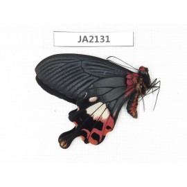Papilio boots ssp. China, NW of Yunnan, Nujiang valley, Fugong county (Myanmar border). 1M. JA2131.