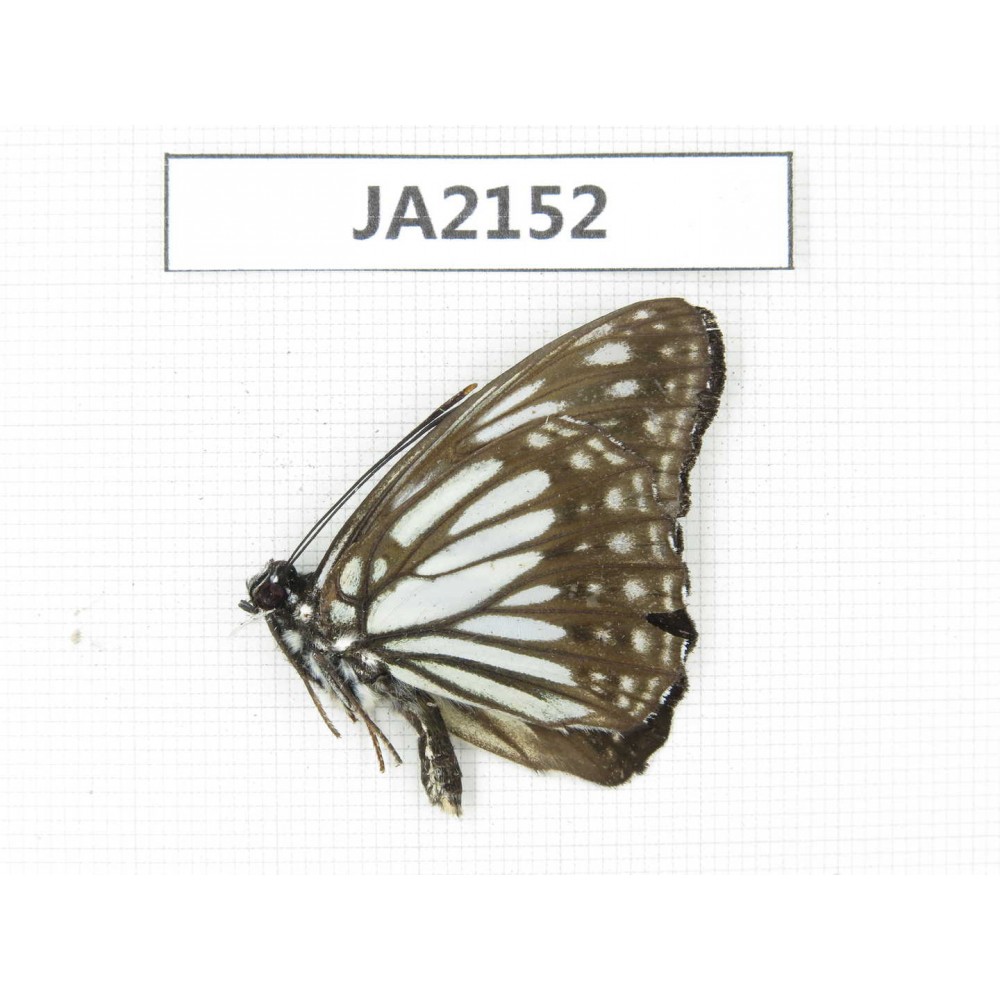 Litinga mimica. China,  W of Yunnan, Nujiang valley, Mt. Biluoxueshan. 1M. JA2152.