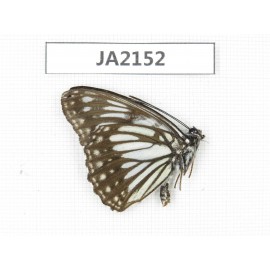 Litinga mimica. China,  W of Yunnan, Nujiang valley, Mt. Biluoxueshan. 1M. JA2152.