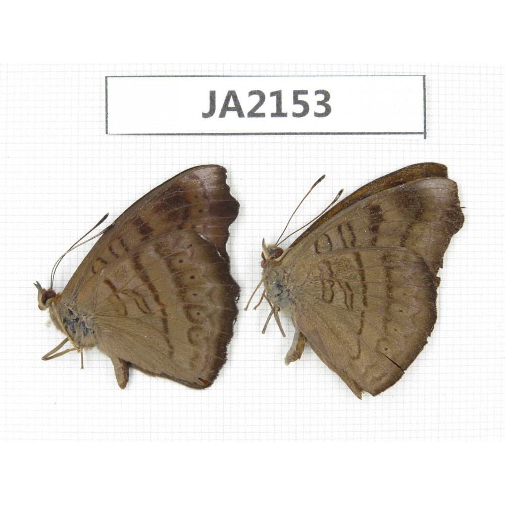 Pseudergolis wedah ssp. China,  W of Yunnan, Nujiang valley, Mt. Biluoxueshan. 2M. JA2153.