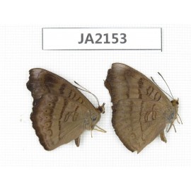 Pseudergolis wedah ssp. China,  W of Yunnan, Nujiang valley, Mt. Biluoxueshan. 2M. JA2153.