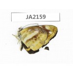 Neptis antilope. China,  W of Yunnan, Nujiang valley, Mt. Biluoxueshan. 1M. JA2159.
