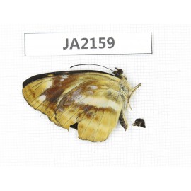 Neptis antilope. China,  W of Yunnan, Nujiang valley, Mt. Biluoxueshan. 1M. JA2159.