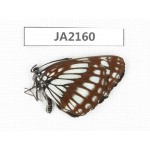 Neptis alwina. China,  W of Yunnan, Nujiang valley, Mt. Biluoxueshan. 1M. JA2160.