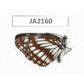 Neptis alwina. China,  W of Yunnan, Nujiang valley, Mt. Biluoxueshan. 1M. JA2160.