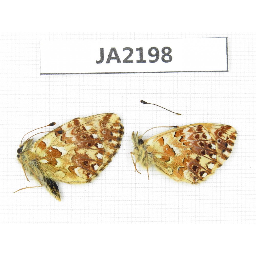 Boloria sp. China,  Qinghai, Haixi, E of Delingha. 2M. JA2198.