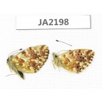 Boloria sp. China,  Qinghai, Haixi, E of Delingha. 2M. JA2198.