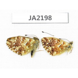 Boloria sp. China,  Qinghai, Haixi, E of Delingha. 2M. JA2198.