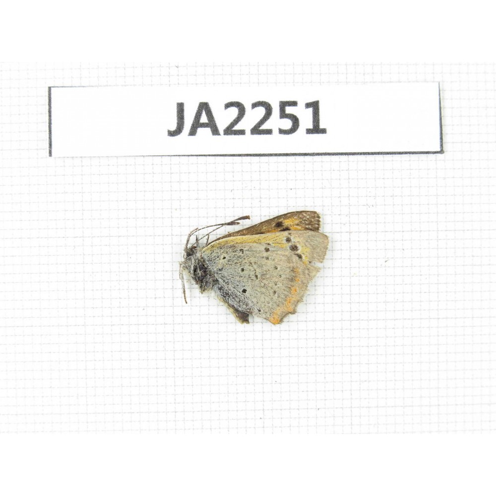 Lycaena phlaeas. China, Tibet, Linzhi, Milin county. 1M. JA2251.