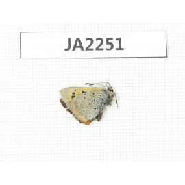 Lycaena phlaeas. China, Tibet, Linzhi, Milin county. 1M. JA2251.