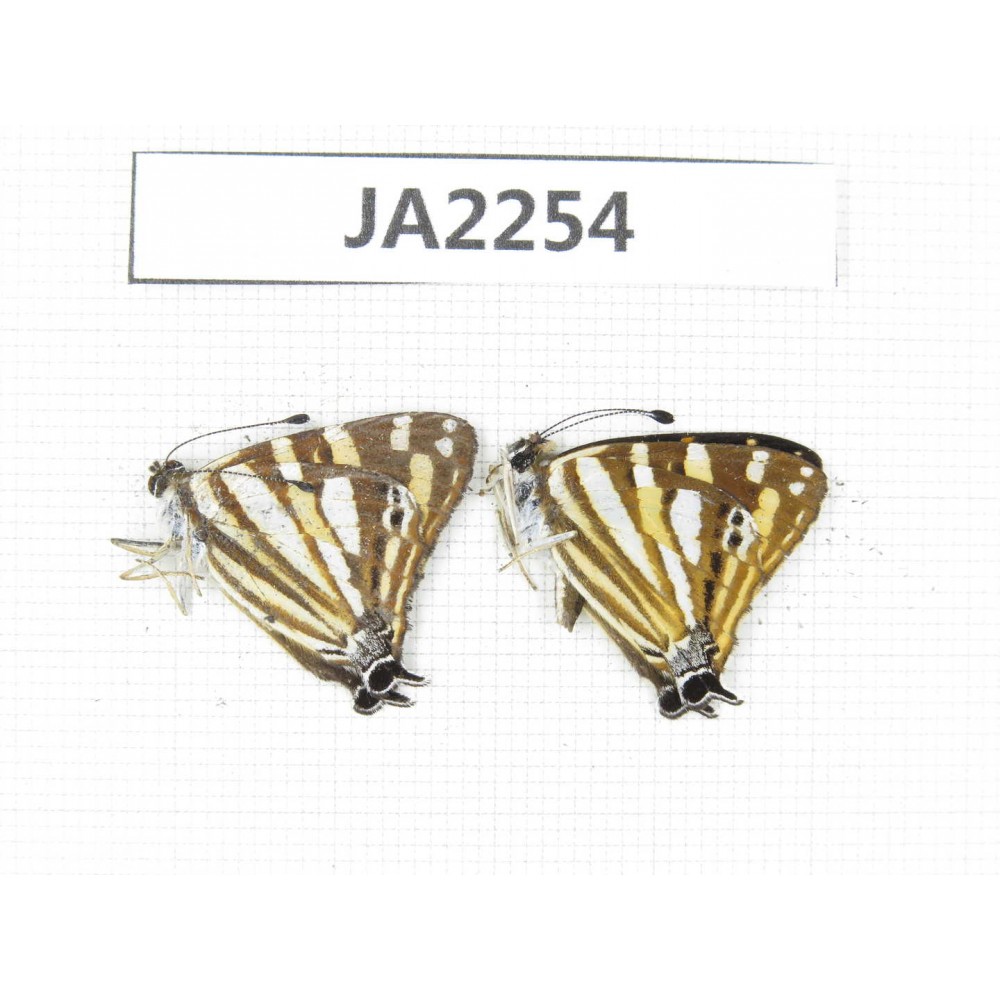 Dodona eugenes. China, W of Yunnan, Dali, S of Dali. 2M. JA2254.