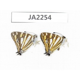 Dodona eugenes. China, W of Yunnan, Dali, S of Dali. 2M. JA2254.