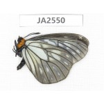 Calinaga davidis. China,  Yunnan, Nujiang valley, N Mt.Biluoxueshan. 1M. JA2550.