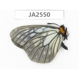 Calinaga davidis. China,  Yunnan, Nujiang valley, N Mt.Biluoxueshan. 1M. JA2550.