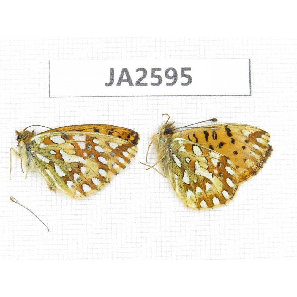 Issoria eugenia. China, Qinghai, Haixi, E of Delingha. 2M. JA2595.