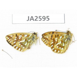 Issoria eugenia. China, Qinghai, Haixi, E of Delingha. 2M. JA2595.