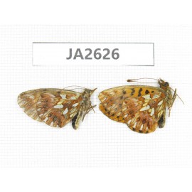 Clossiana gong. China, Yunnan, Xiangerila, Mt.Xiaoxueshan. 2M. JA2626.