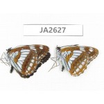 Limenitis homeyeri. China, Yunnan, Xiangerila, Mt.Xiaoxueshan. 2M. JA2627.