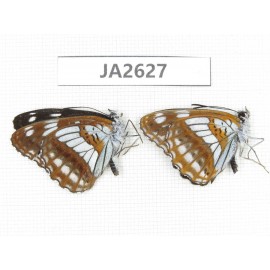 Limenitis homeyeri. China, Yunnan, Xiangerila, Mt.Xiaoxueshan. 2M. JA2627.
