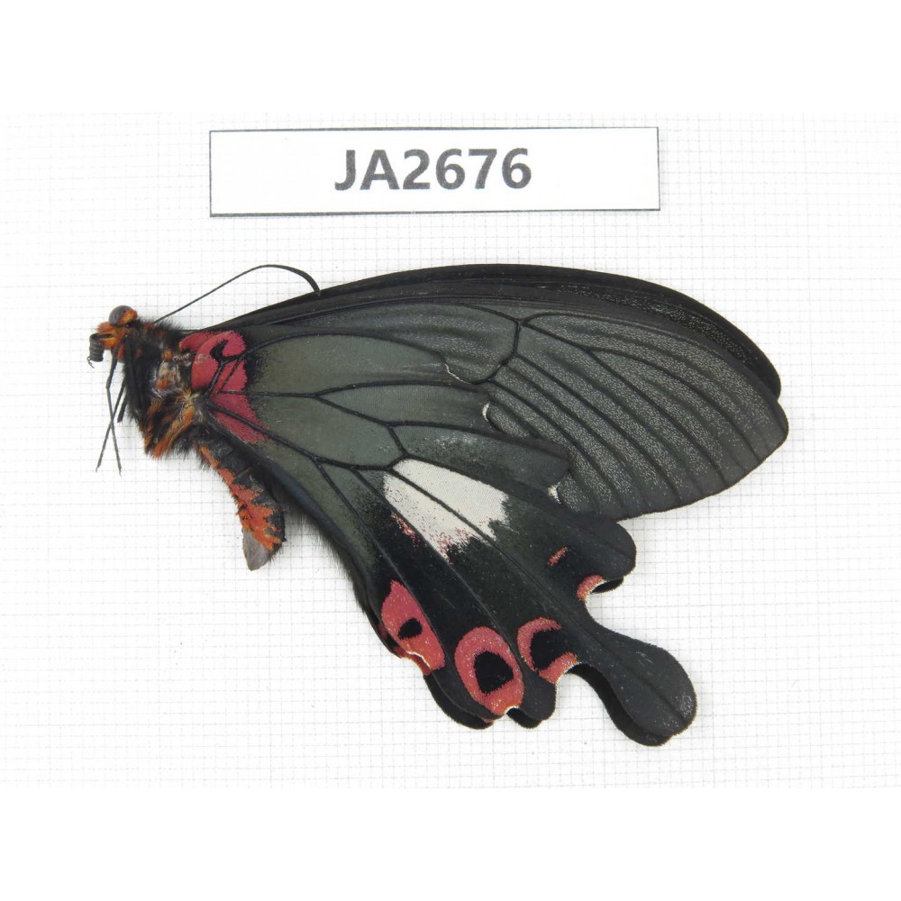 Papilio boots ssp. China, Yunnan, Dali, S of Mt.Cangshan. 1M. JA2676.
