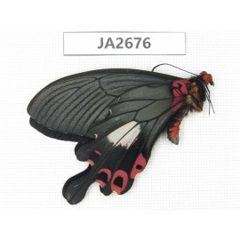 Papilio boots ssp. China, Yunnan, Dali, S of Mt.Cangshan. 1M. JA2676.