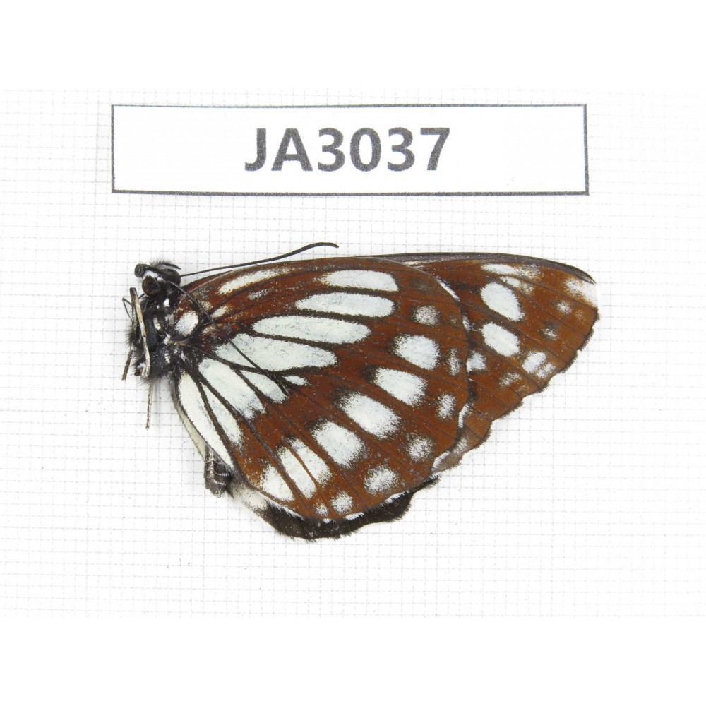Neptis dejeani. China, NW of Yunnan, Xiangerila area, S of Weixi county. 1M. JA3037.