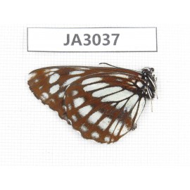 Neptis dejeani. China, NW of Yunnan, Xiangerila area, S of Weixi county. 1M. JA3037.