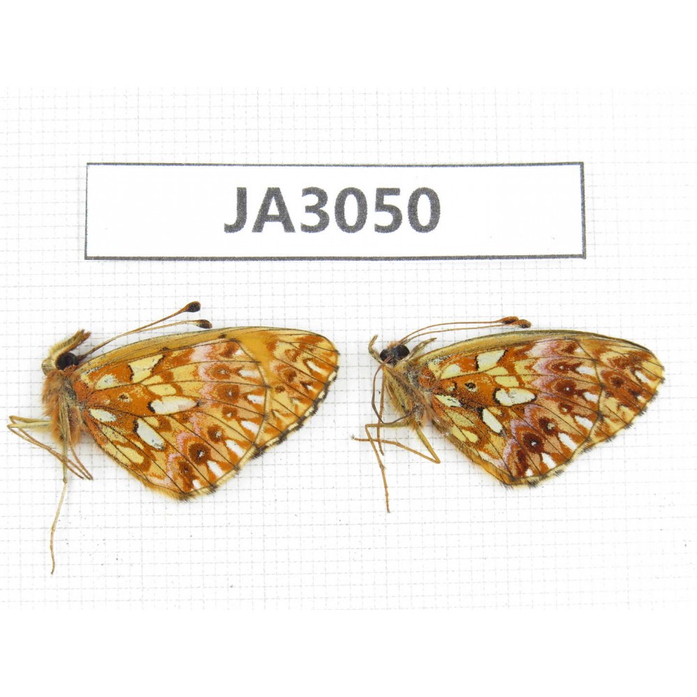 Clossiana gong. China, NW of Yunnan, Xiangerila area, S of Weixi county. 2M. JA3050.