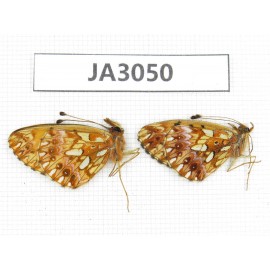 Clossiana gong. China, NW of Yunnan, Xiangerila area, S of Weixi county. 2M. JA3050.