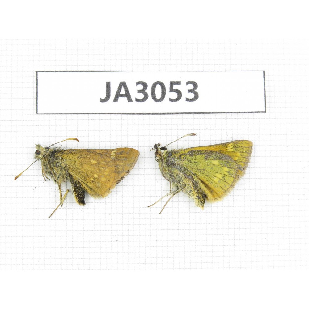 Thoressa sp. China, NW of Yunnan, Xiangerila area, S of Weixi county. 2M. JA3053.