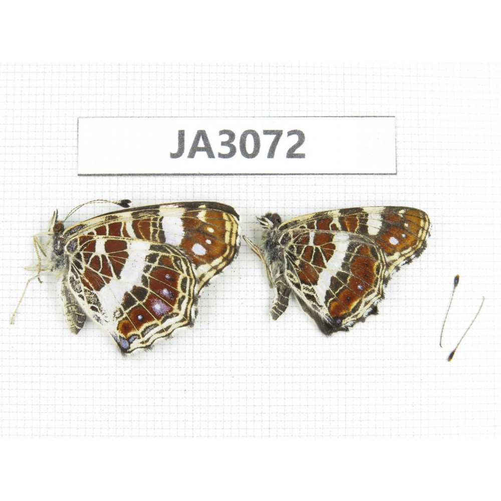 Arasschnia levana. China, Heilongjiang, Jiamusi. 1P. JA3072.