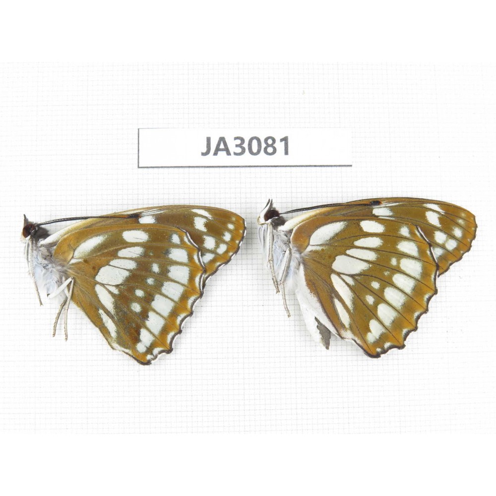 Mimathyma nycteis. China, Heilongjiang, Jiamusi. 2M. JA3081.