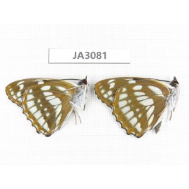 Mimathyma nycteis. China, Heilongjiang, Jiamusi. 2M. JA3081.