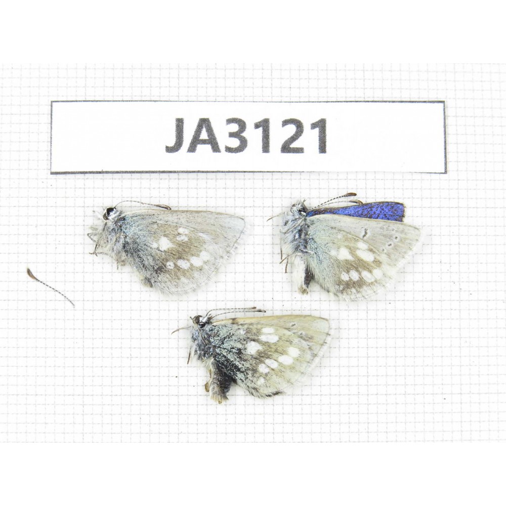 Albulina orbitula. China, Qinghai, Haixi, E of Delingha.3M. JA3121.