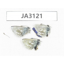 Albulina orbitula. China, Qinghai, Haixi, E of Delingha.3M. JA3121.