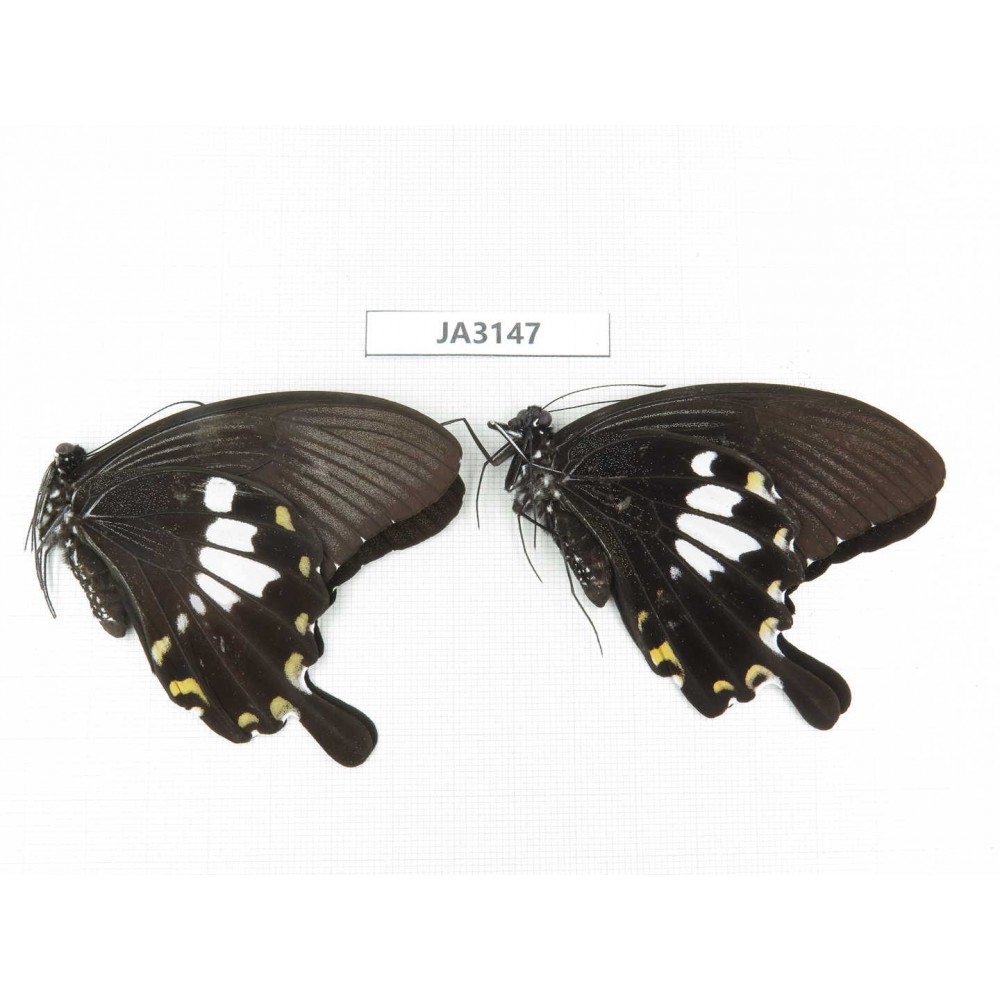 Papilio hephelus ssp. China, Guangxi, Guilin.2M. JA3147.