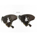 Papilio hephelus ssp. China, Guangxi, Guilin.2M. JA3147.