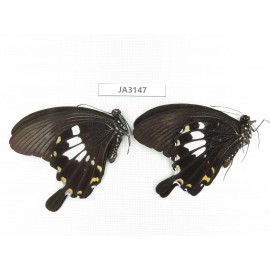 Papilio hephelus ssp. China, Guangxi, Guilin.2M. JA3147.